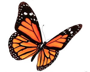 monarch.png