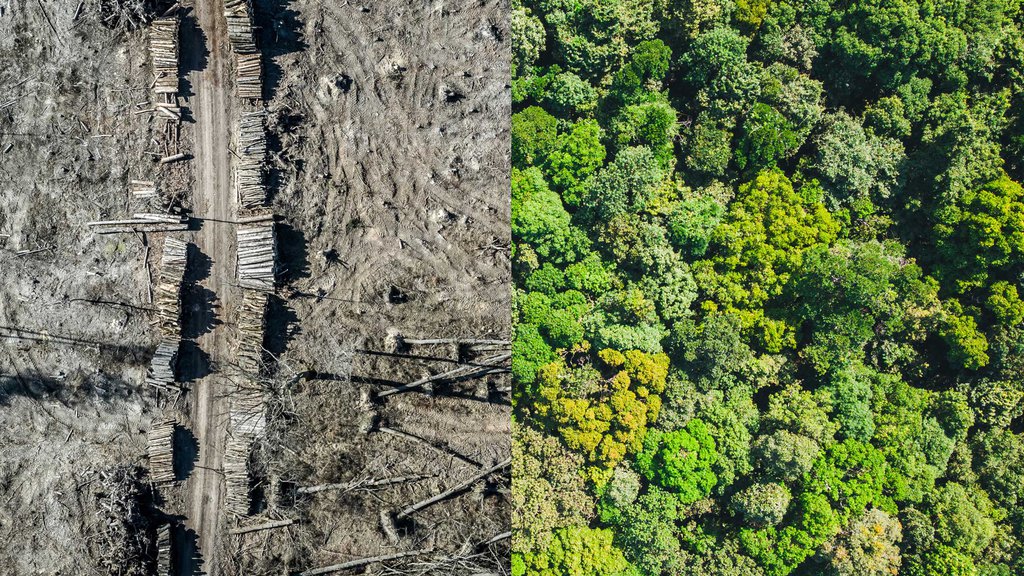 Extinction Rebellion Boston :: Protecting biodiversity and lowering ...