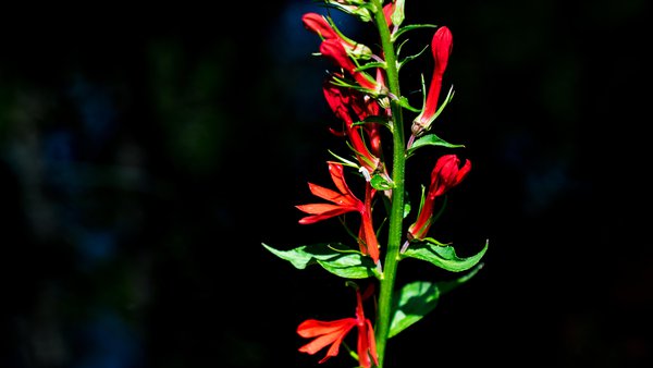 20180721-DSC_0115.jpg