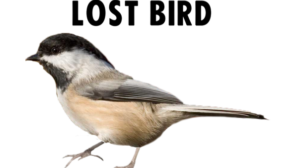 Lost_bird.PNG