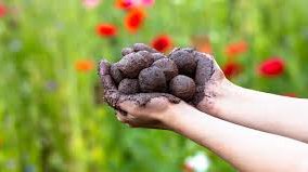 seedbombs_Camberville